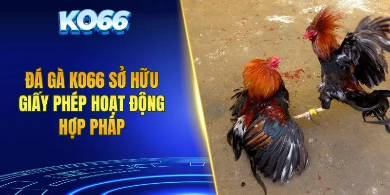 Đá gà KO66 sở hữu giấy phép hoạt động hợp pháp